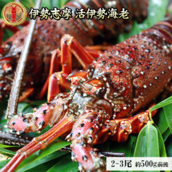 新鮮活きたままお届け 【伊勢海老セット 約500g前後（2－3尾）】 送料無料  伊勢志摩のプレミアム 伊勢エビ を産地直送で お歳暮 特選 ギフト [※常温便][※製造元より産地直送]
