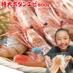 ロシア産【お刺身用 特大ボタンエビ 500g】 エビの王様とも称される、濃厚な甘味とぷりぷり食感が抜群の鮮度抜群極上ぼたんエビ！ お刺身や天ぷら、塩焼きなどで♪ [※冷凍便] ぼたんえび 牡丹海老 ボタン海老 ぼたん海老