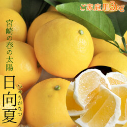 宮崎県産 【日向夏自家用3kg】 送料無料 15-20玉前後 直径6-8cm位です 傷あり家庭用 露地栽培 日向夏 さわやかな香りとみずみずしい果汁♪[※産地直送のため同梱不可][※常温便]