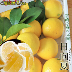 宮崎県産　ひゅうがなつ 【日向夏（秀）2.5kg】 12-15玉前後 直径7-10cm位です 露地栽培 春のさわやかな香りとみずみずしい果汁♪白い甘皮と一緒に食べます♪ぜんぜん苦くないですよ～！[※産地直送のため同梱不可][※常温便]
