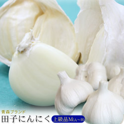 青森県産 田子 にんにく 上級品Ｍサイズ 送料無料 2025年度産 【田子町産にんにく M（A-B）】(19-22玉) 青森県が誇るブランド産地田子町から、産地直送でお届けします！ [※常温便][※当店他商品との同梱不可]