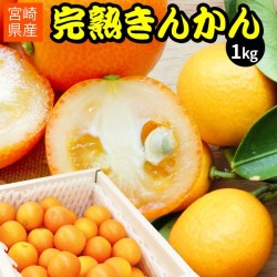 きんかん 送料無料 宮崎県産【まるかじり完熟きんかん1kg】（L～2L）宮崎 完熟 金柑 きんかん キンカン  [※NSファームより産地直送]