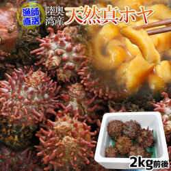 青森県陸奥湾産 天然ほや 活きたまま出荷 【天然 殻付きホヤ 2kg前後4-10個】 送料無料 鮮度が命の漁師直送便 殻ホヤ ホヤ 殻ほや ほや [※冷蔵便][※産地直送のため同梱不可]