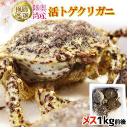 トゲクリガニ メス限定 活きたまま出荷 送料無料 青森陸奥湾 【トゲクリガニ 1kg前後 4-6杯】 活カニ 桜蟹 花見蟹 とげくりがに 蟹 桜まつり お花見 宴会 [※冷蔵便][※産地直送のため同梱不可]
