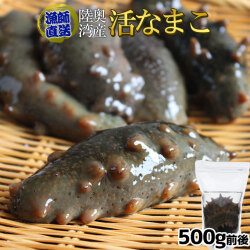 青森県陸奥湾産 なまこ 送料無料 【活なまこ500g前後】有名な陸奥湾に面した野辺地町の ナマコ を活きたまま直送 [※クール便][※他商品と同梱不可]