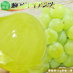 皮ごと食べられる マスカット 【岡山県産 ぶどう 瀬戸ジャイアンツ 家庭用1kg前後  2房】 送料無料 簡易ダンボールでのお届けとなります ブドウ [※常温便] [※当店他商品との同梱不可]  ワケアリ