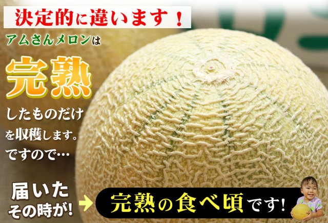 メロン 送料無料 青森県産 大玉 【アムさんメロン 1玉 約1.2Kg以上】 L