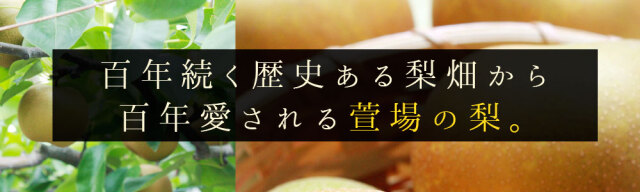 公式】 【産地直送】鳥取 希少和梨 新甘泉 秀品 予定販売数300
