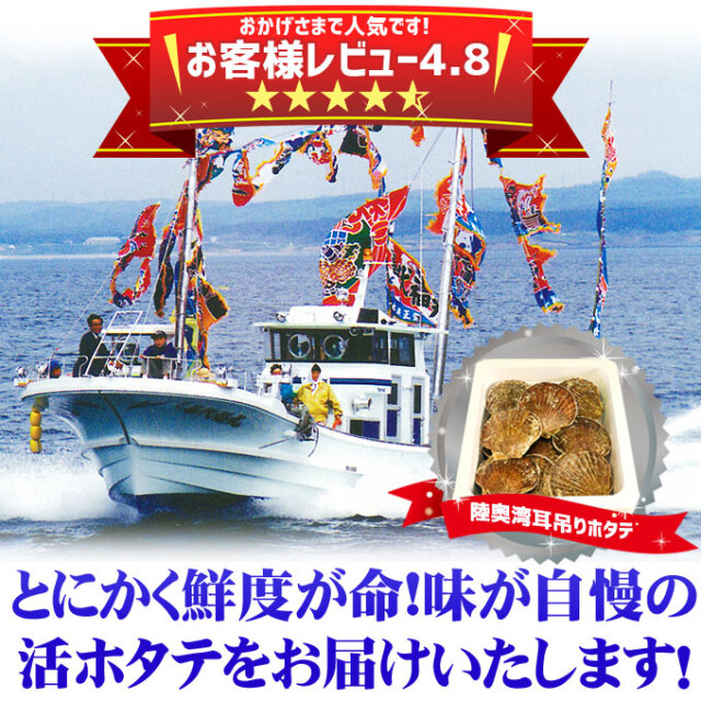 ほたて 活貝 送料無料 青森陸奥湾 【耳吊り ホタテ 7kg前後 49-70枚