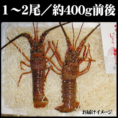 新鮮活きたままお届け 【伊勢海老Aセット 約400g前後（1－2尾