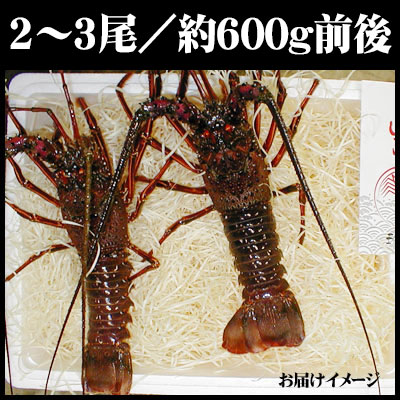 活 伊勢海老  新鮮  専用 71NfpXaD6gL.jpg