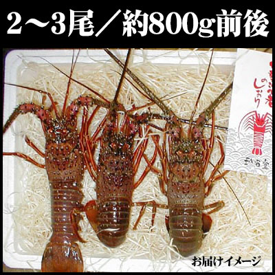 マロンもも様用　伊勢海老 伊勢海老 三重県 伊勢志摩産 【冷凍】《2尾 計約500g 》 伊勢