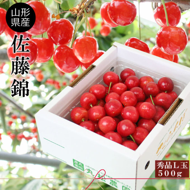 さくらんぼ 佐藤錦 送料無料 【山形県産 さくらんぼ 佐藤錦 秀L 500g