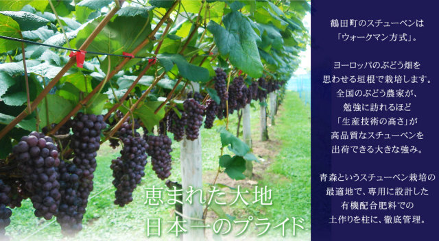 青森県産ぶどう スチューベン2kg】(6-9房入)贈答用 送料無料