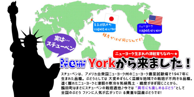 青森県産ぶどう スチューベン1kg】(3-5房入)贈答用 送料無料 手付き箱