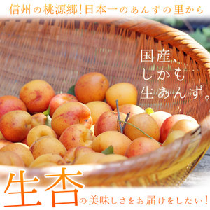 ★信州大実　10kg 信州産 あんず　杏　生あんず　アプリコット 長野県産 JAながの 加工用「杏（あんず）」（品種：信州大実