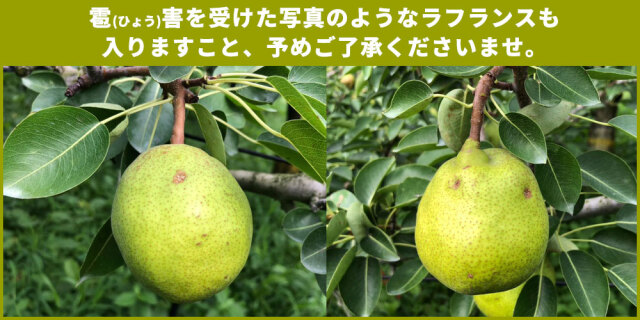 ラフランス 訳あり 送料無料 家庭用 【福島県産 西洋梨 ラ・フランス