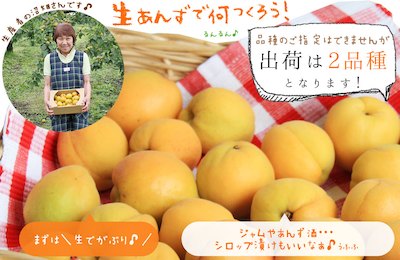あんず 青森県産 生食 送料無料 【青森県産 生あんず 家庭用2kg