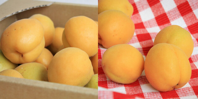 あんず 青森県産 生食 送料無料 【青森県産 生あんず 家庭用2kg