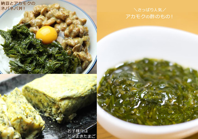 無添加 無着色 宮城県 【アカモク (ぎばさ) 200g×10パック】