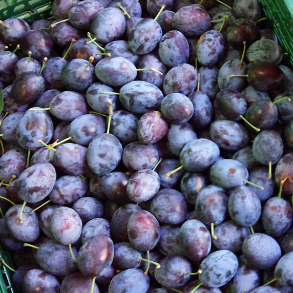 プルーン 生 青森県産 送料無料 【シュガープルーン（秀・優）2kg