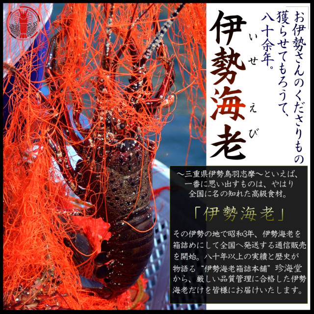 新鮮活きたままお届け 【伊勢海老セット 約500g前後（2－3尾）】 送料