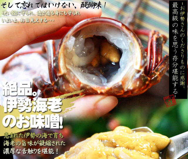 新鮮活きたままお届け 【伊勢海老セット 約500g前後（2－3尾）】 送料