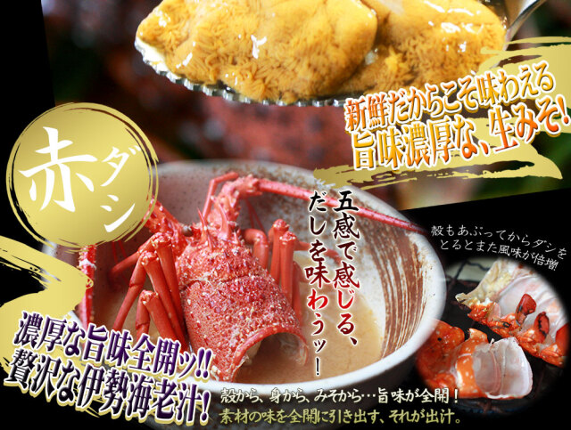 新鮮活きたままお届け 【伊勢海老セット 約500g前後（2－3尾）】 送料