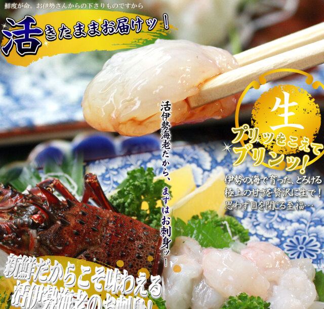 新鮮活きたままお届け 【伊勢海老セット 約330g前後（1－2尾）】 送料