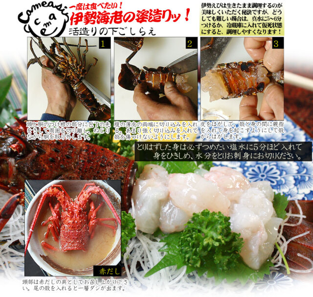 新鮮活きたままお届け 【伊勢海老セット 約500g前後（2－3尾）】 送料