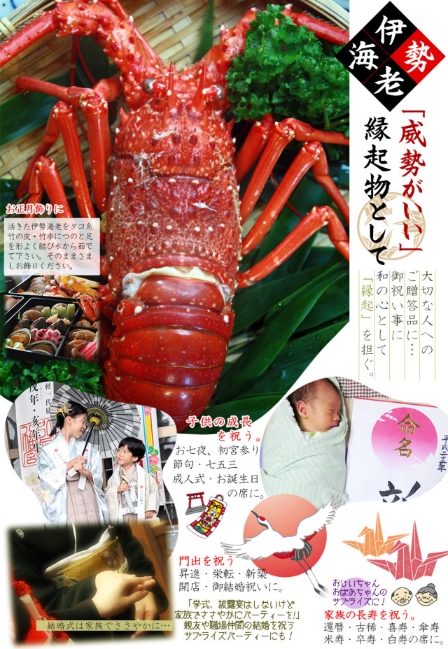 新鮮活きたままお届け 【伊勢海老セット 約500g前後（2－3尾）】 送料