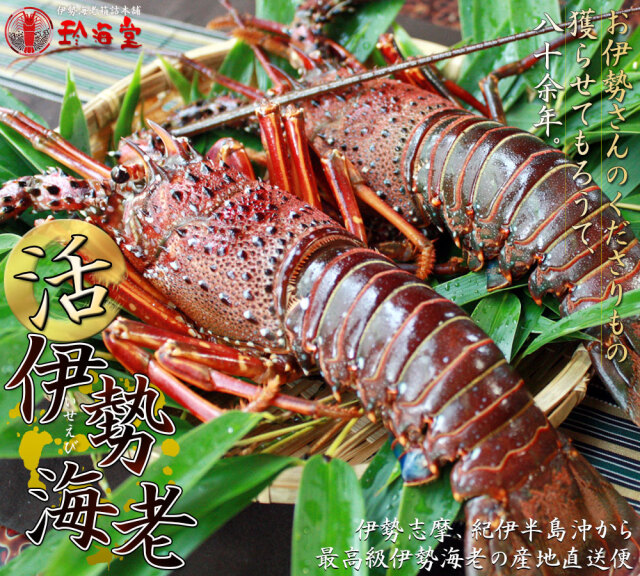 新鮮活きたままお届け 【伊勢海老セット 約330g前後（1－2尾）】 送料