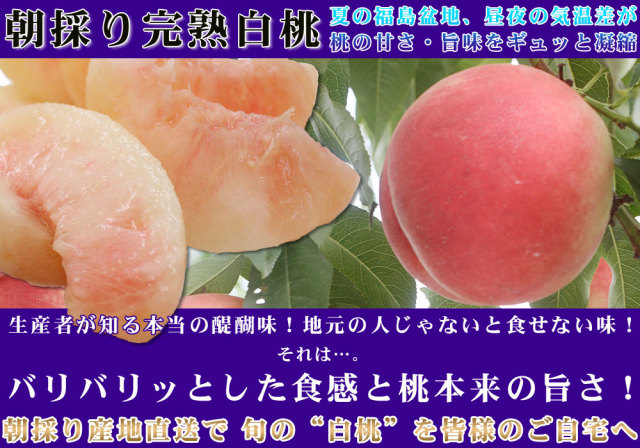 【特秀・贈答用】福島県産 産地直送 朝採れ【５キロ】7/3発送 特秀】福島県産 さくらんぼ（佐藤錦） | 【公式】JAふくしま未来
