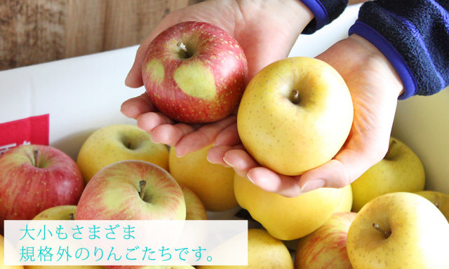 りんご 訳あり 10kg 送料無料 規格外品 大小混合【青森県産 訳