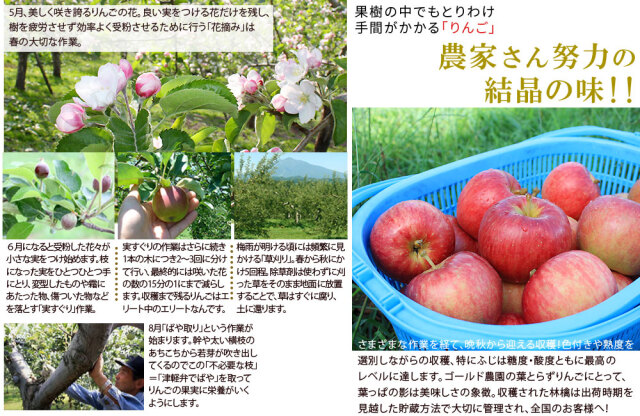 送料無料 【葉とらずりんご ふじ（有袋）ファーム10kg】りんご の常識  