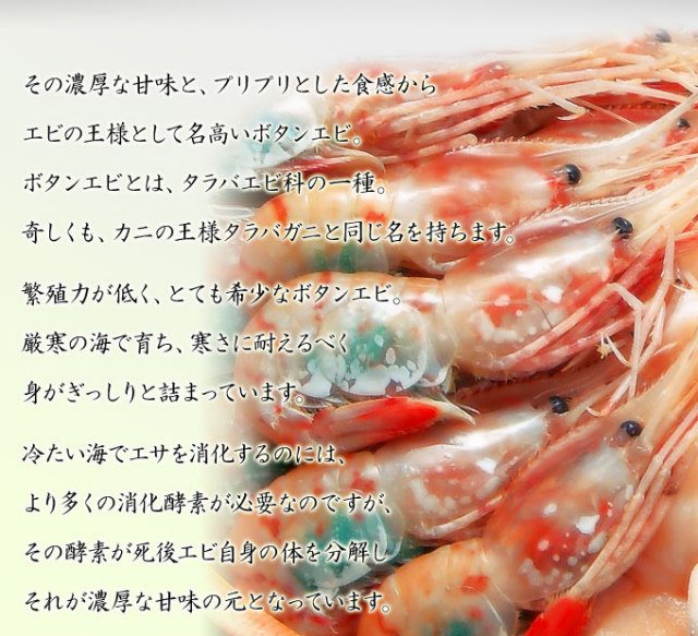 ぼたんえび様 ロシア産【お刺身用 特大ボタンエビ 500g】 エビの王様とも称される