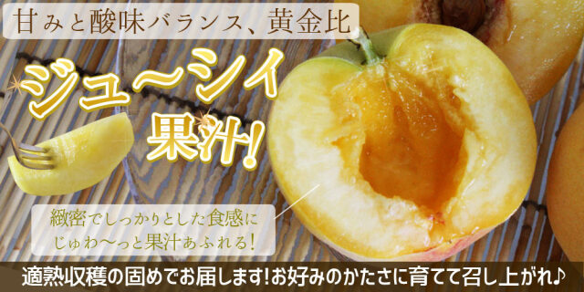 青森県産 黄金桃 秀4kg前後】秀品（10～18玉） 送料無料 敬老の日