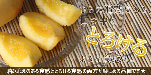 黄金桃１５　３箱 桃 黄金桃 黄貴妃等 福島県 献上桃の郷 桑折町産 1kg箱 3〜5玉入