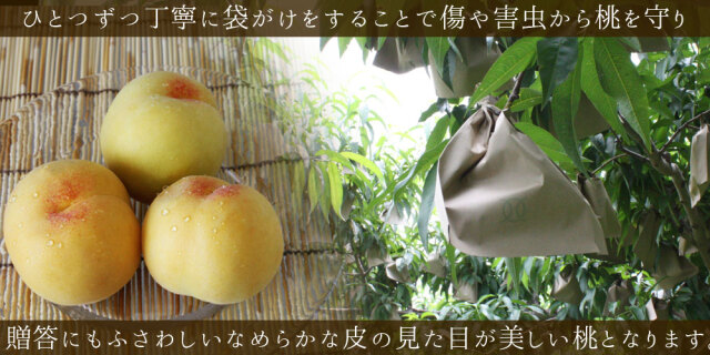 青森県産 黄金桃 秀4kg前後】秀品（10～18玉） 送料無料 敬老の日