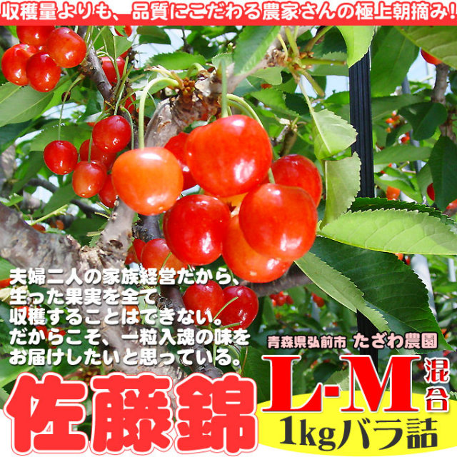 【クール便送料込み】完全無農薬　山形県産さくらんぼ　産地直送　贈答用　佐藤錦 さくらんぼ 佐藤錦 送料無料 青森県産 【田澤農園 さくらんぼ