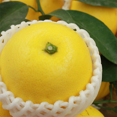 送料無料》 宮崎県産 【日向夏自家用3kg】 15-20玉前後 直径6-7cm 露地