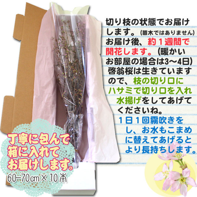 桜 切り花 80サイズ発送例 さくら 切花 けいおう桜 【啓翁桜 約80cm×10本セット】全国の出荷量80