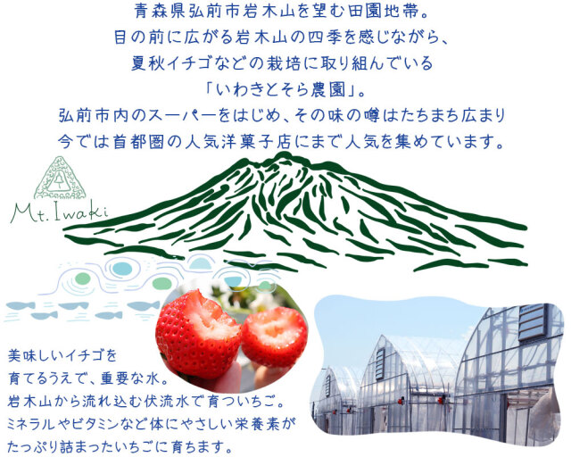 朝採り 完熟 いちご 【青森県産いちご 立夏JUICY 240g以上×2パック