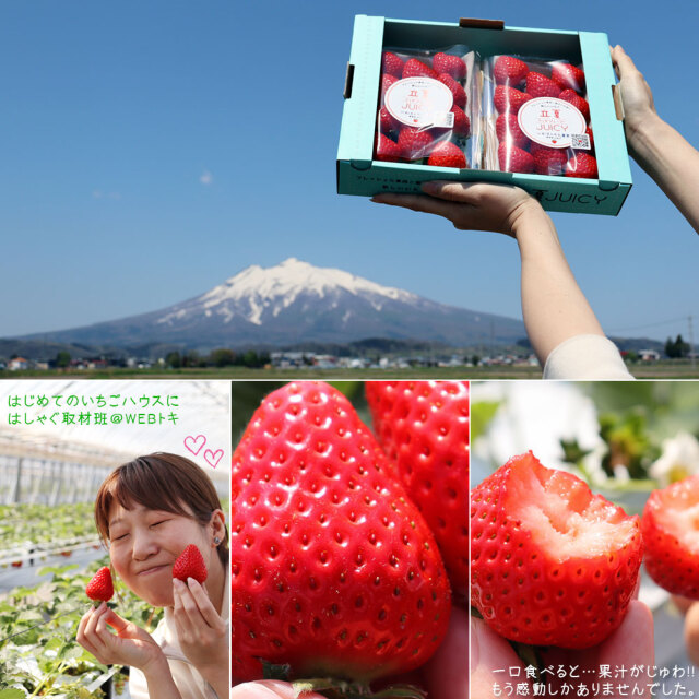 朝採り 完熟 いちご 【青森県産いちご 立夏JUICY 240g以上×2