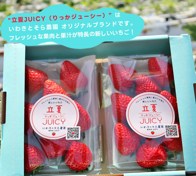 天然苺 いちご 【小野崎農園】 とちあいか 大玉 Aサイズ 280g 8～12粒