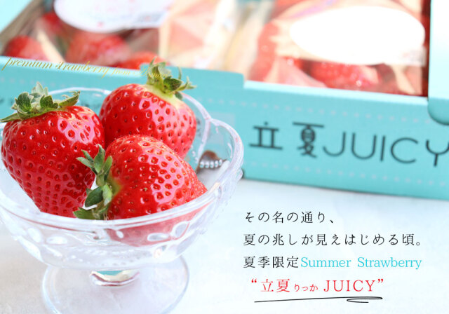 朝採り 完熟 いちご 【青森県産いちご 立夏JUICY 240g以上×2