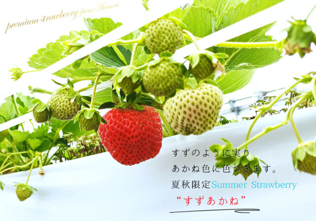 朝採り 完熟 いちご 【青森県産いちご すずあかね 180g以上×2