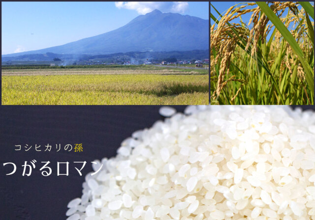 青森県産　30年　つがるロマン中米の白米24kg食品/飲料/酒