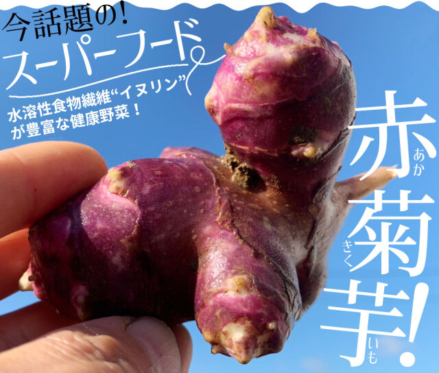 青森県産 きくいもパウダー【赤菊芋パウダー 40g】HACCP認証 赤菊芋100