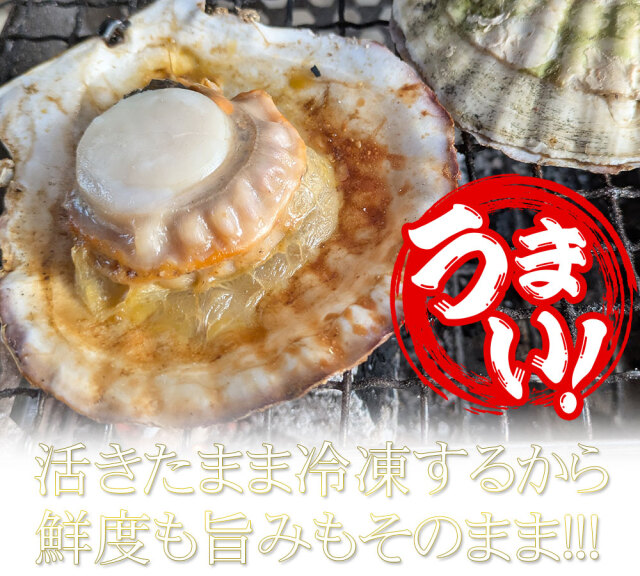 ほたて 活きたまま冷凍 青森陸奥湾 【耳吊り 冷凍ホタテ 5kg前後